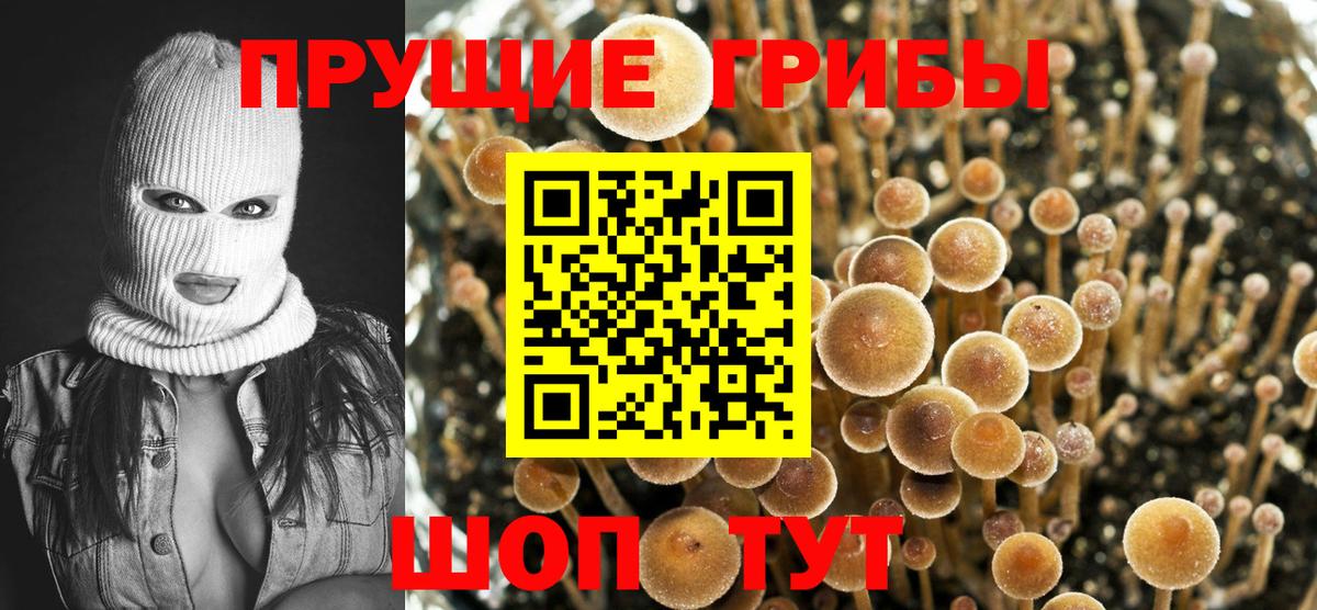 что такое   Ступино  Псилоцибиновые грибы Psilocybe 
